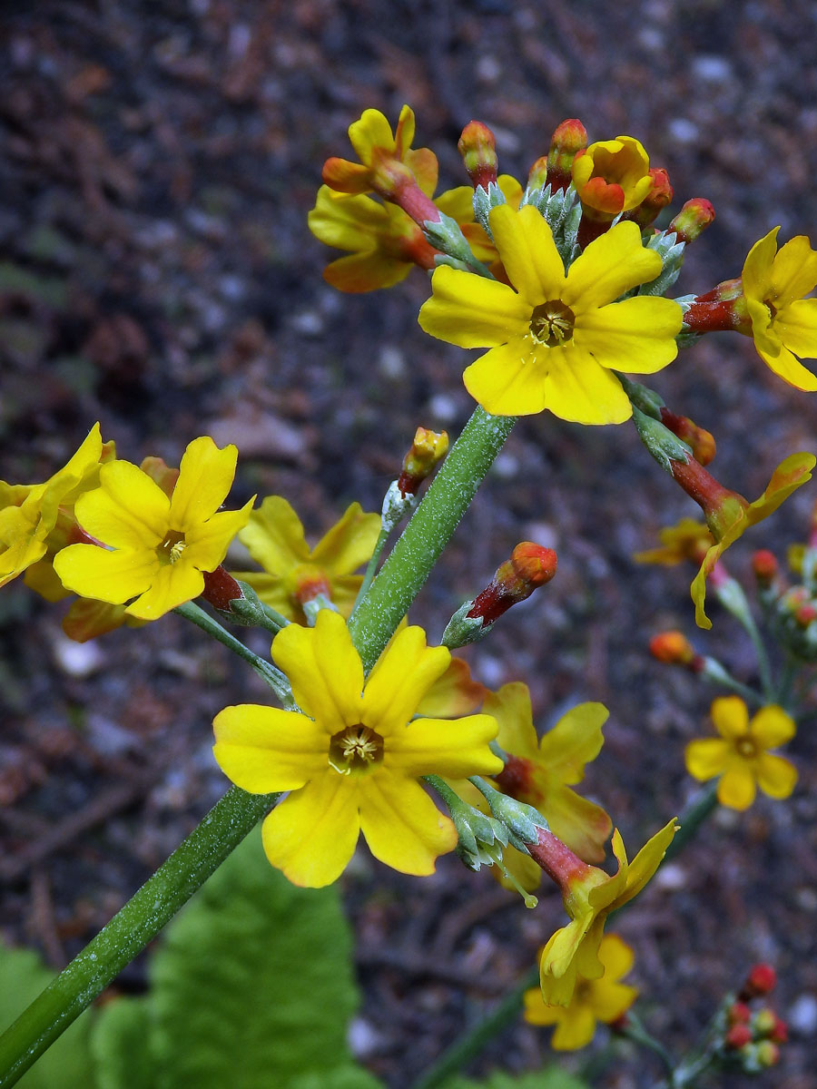 Prvosenka (Primula bulleyana Forrest) s šestičetným květem