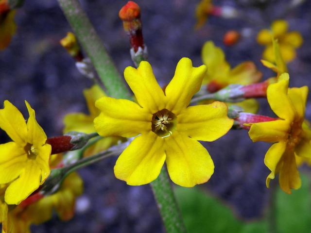 Prvosenka (Primula bulleyana Forrest) s šestičetným květem