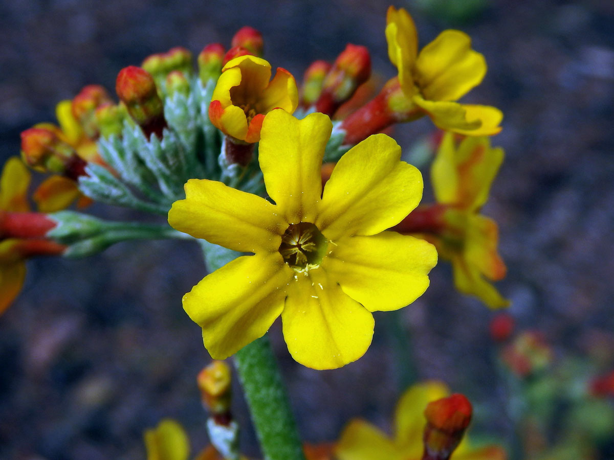 Prvosenka (Primula bulleyana Forrest) s šestičetným květem