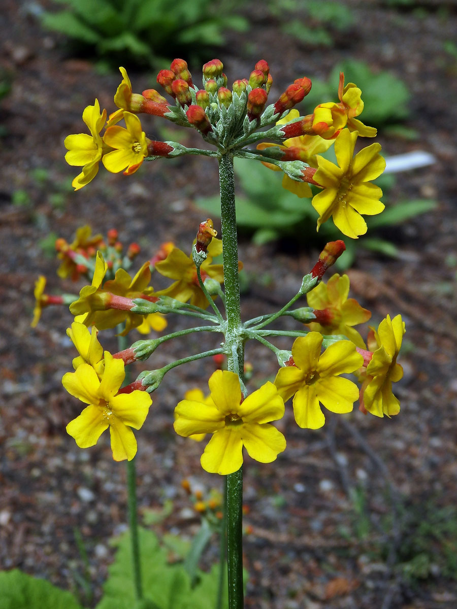 Prvosenka (Primula bulleyana Forrest)