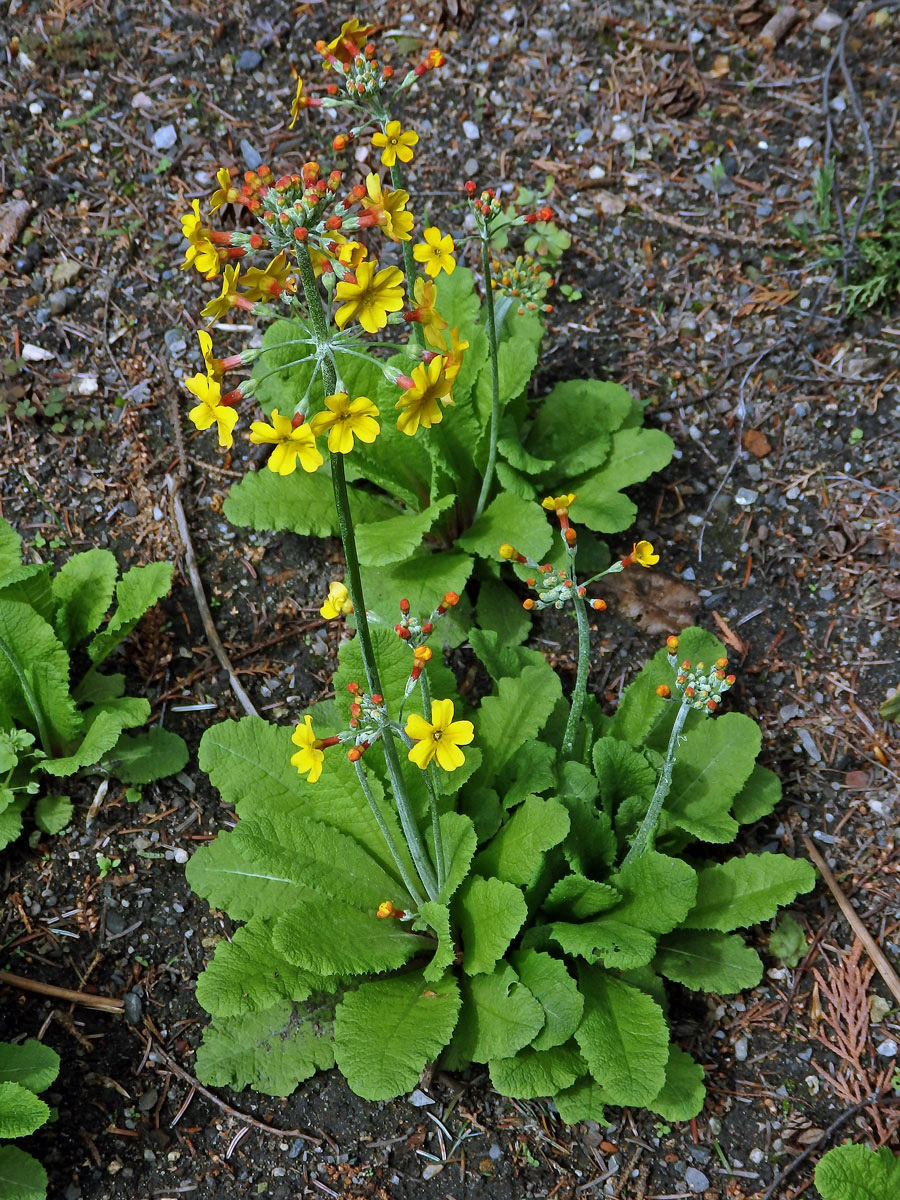 Prvosenka (Primula bulleyana Forrest)