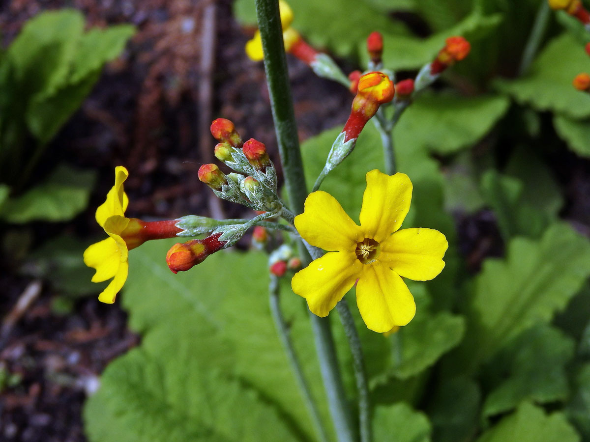 Prvosenka (Primula bulleyana Forrest)