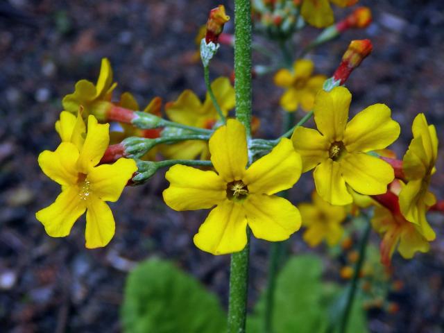 Prvosenka (Primula bulleyana Forrest)