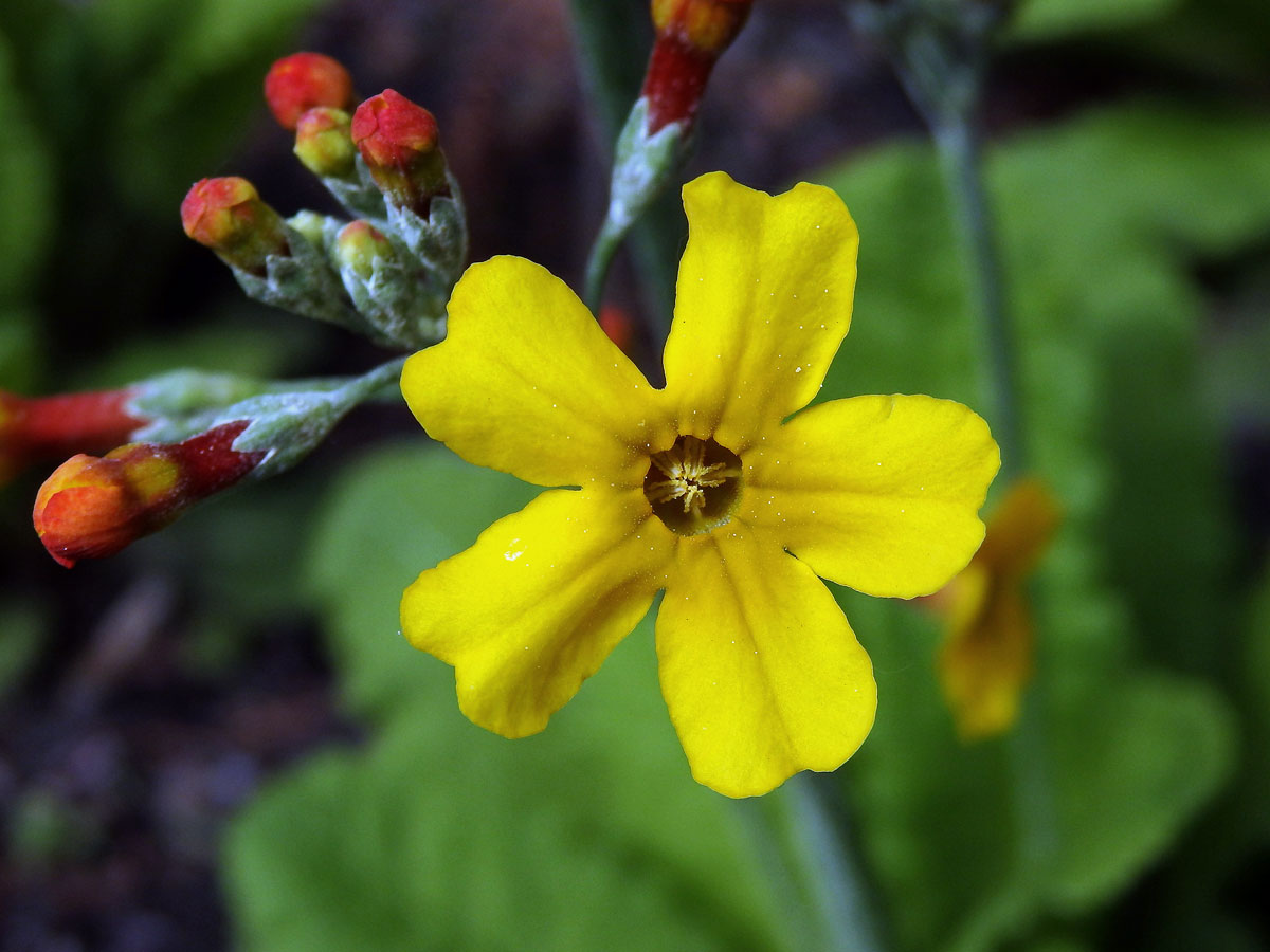 Prvosenka (Primula bulleyana Forrest)