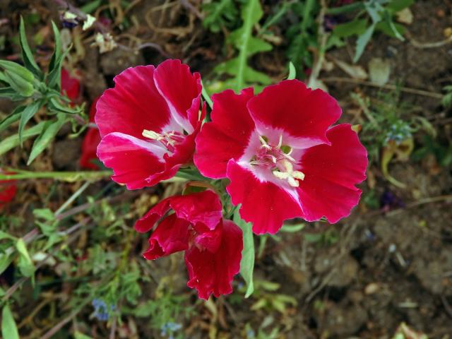 Lokanka (Clarkia amoena (Lehm.) A. Nels. & J. F. Macbr.)