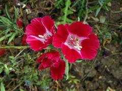 Lokanka (Clarkia amoena (Lehm.) A. Nels. & J. F. Macbr.)   