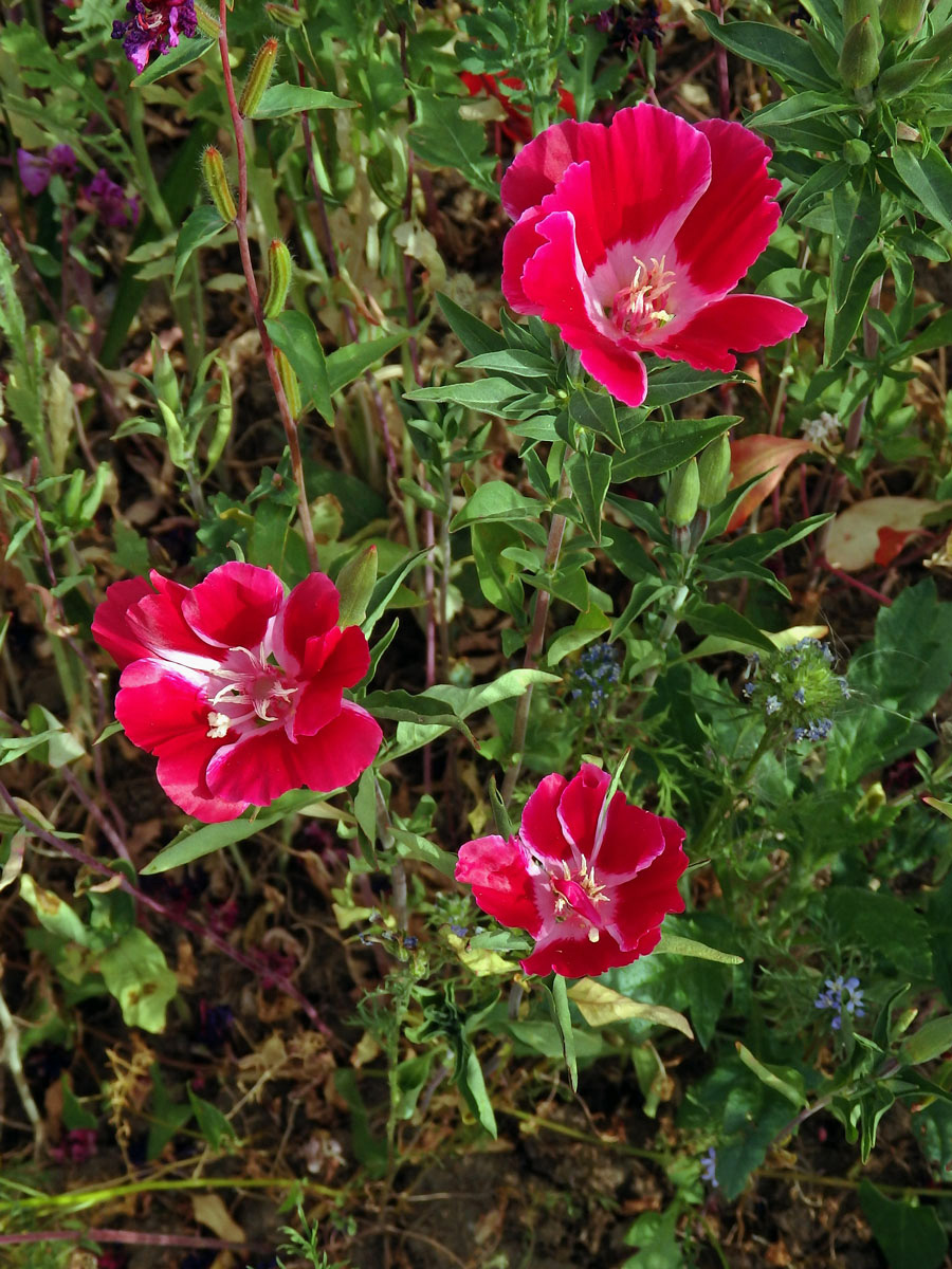 Lokanka (Clarkia amoena (Lehm.) A. Nels. & J. F. Macbr.)