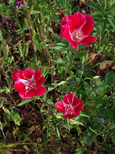 Lokanka (Clarkia amoena (Lehm.) A. Nels. & J. F. Macbr.)