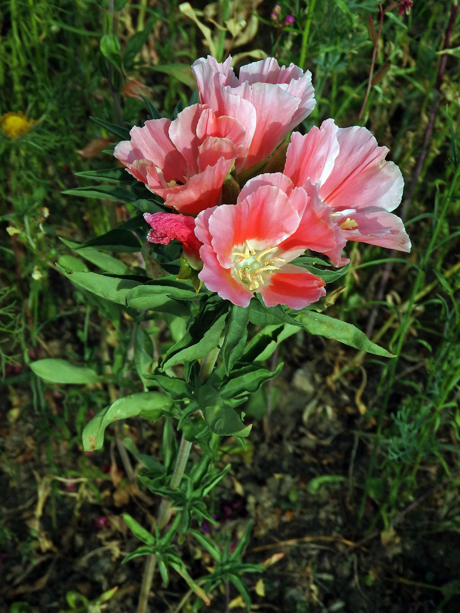 Lokanka (Clarkia amoena (Lehm.) A. Nels. & J. F. Macbr.)