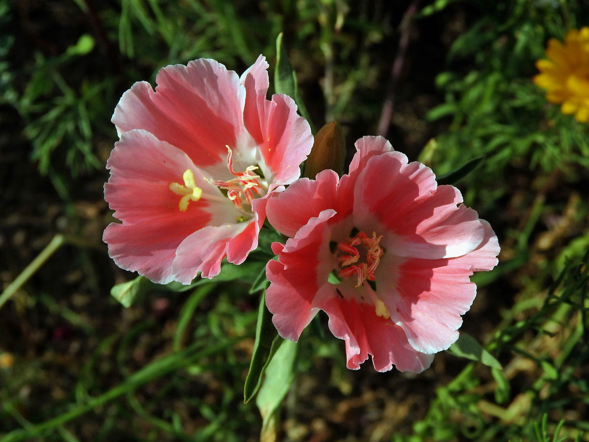 Lokanka (Clarkia amoena (Lehm.) A. Nels. & J. F. Macbr.)