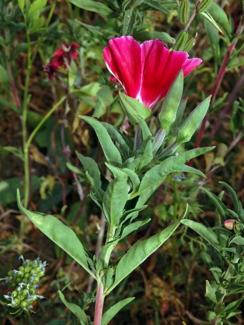 Lokanka (Clarkia amoena (Lehm.) A. Nels. & J. F. Macbr.)