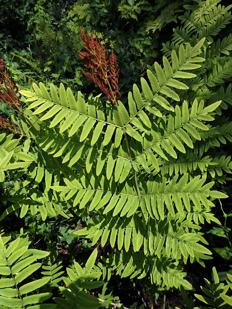 Podezřeň královská (Osmunda regalis L.)