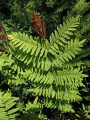 Podezřeň královská (Osmunda regalis L.)    