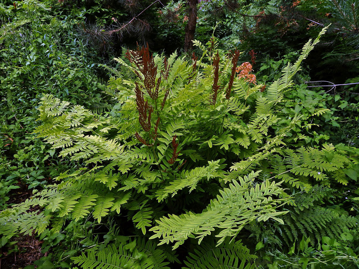 Podezřeň královská (Osmunda regalis L.)