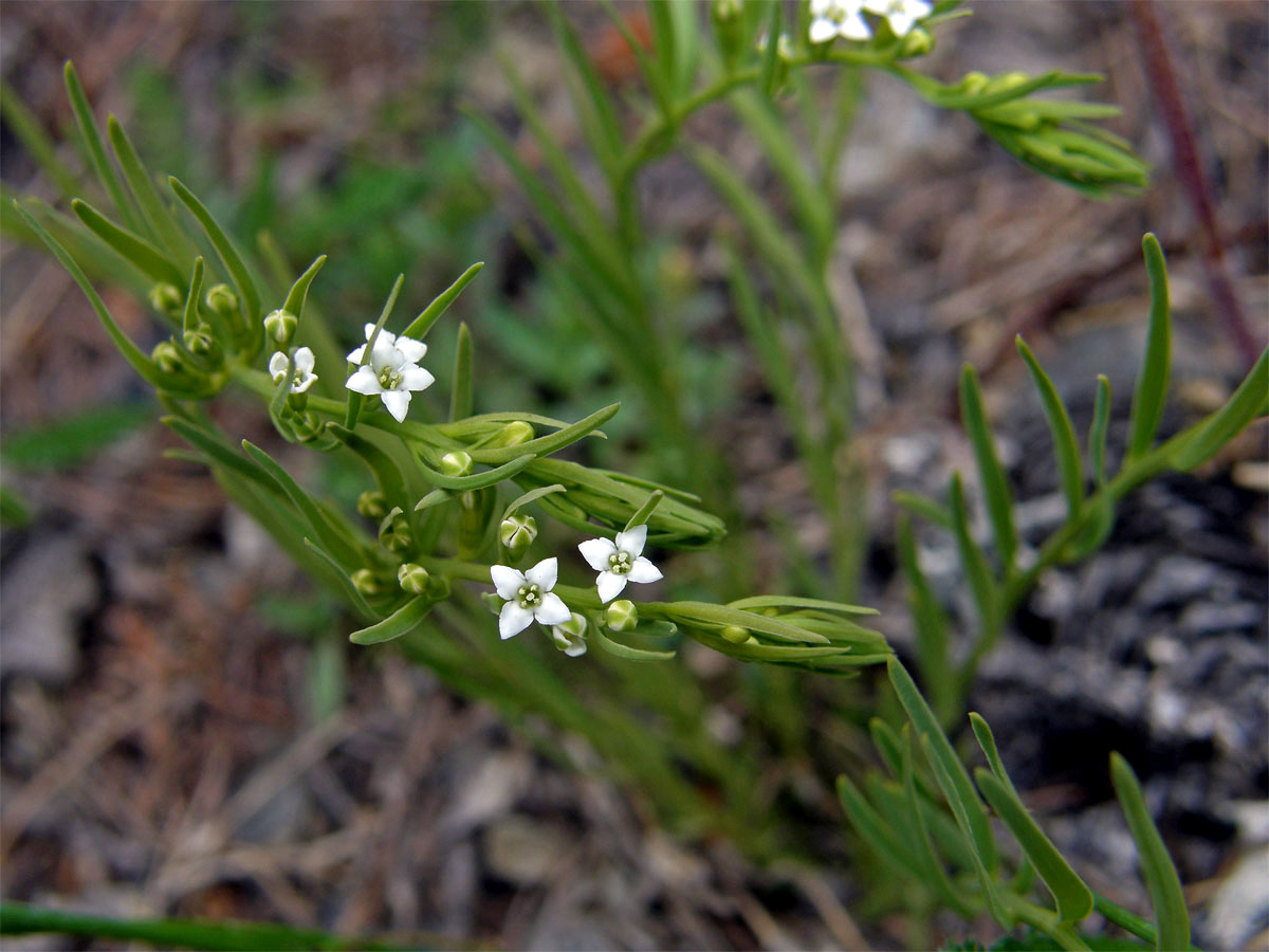 Lněnka alpská (Thesium alpinum L.)