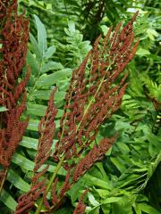 Podezřeň královská (Osmunda regalis L.)