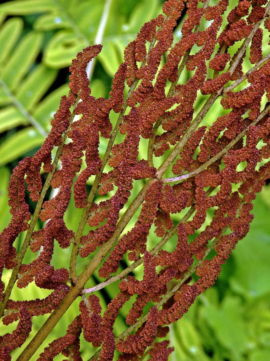 Podezřeň královská (Osmunda regalis L.)