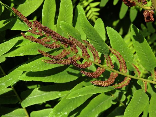 Podezřeň královská (Osmunda regalis L.)