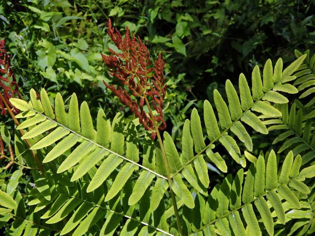 Podezřeň královská (Osmunda regalis L.)