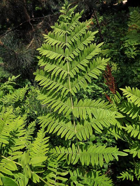 Podezřeň královská (Osmunda regalis L.)