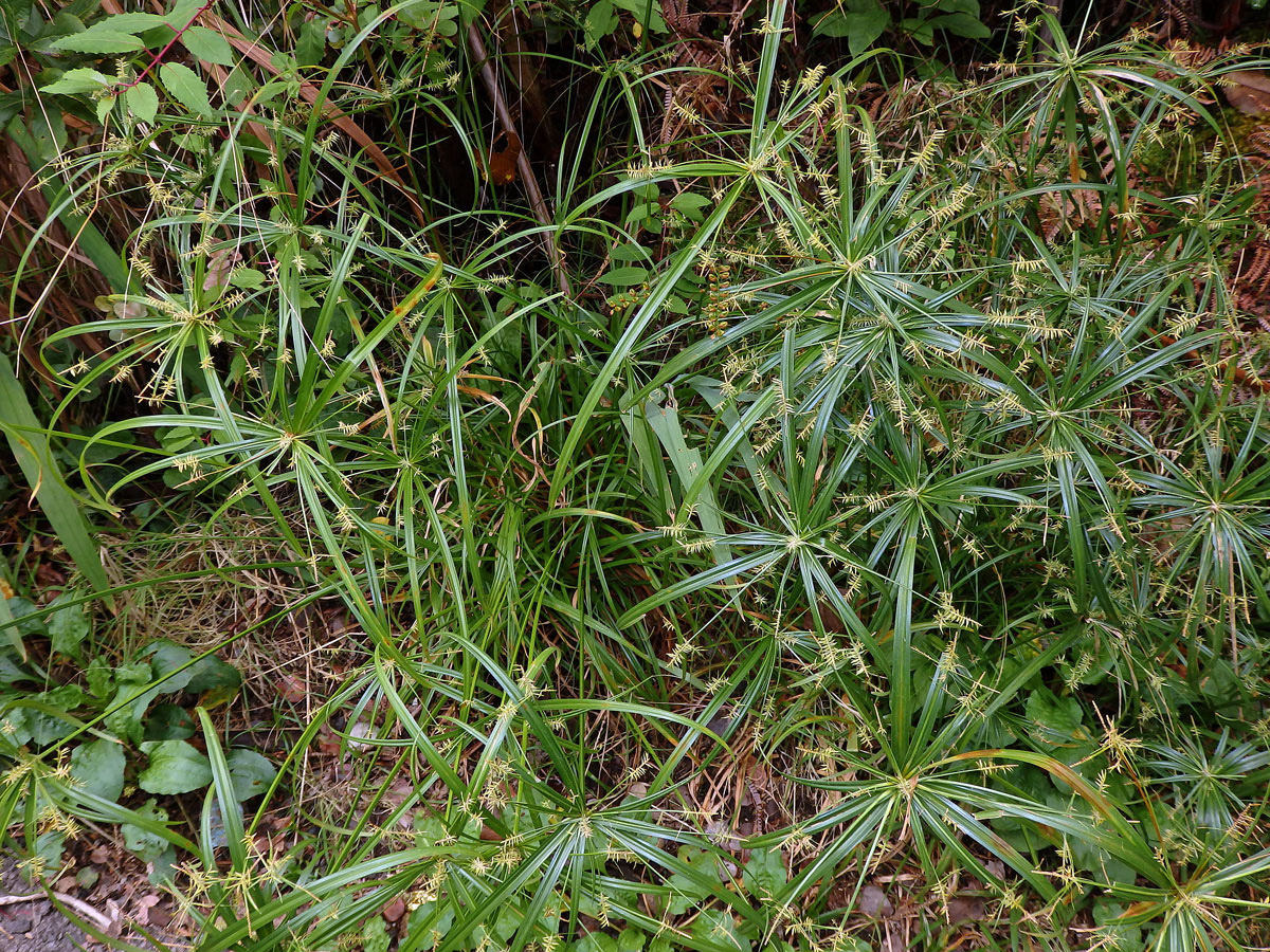 Šáchor (Cyperus cyperinus (Retz.) Sur.)