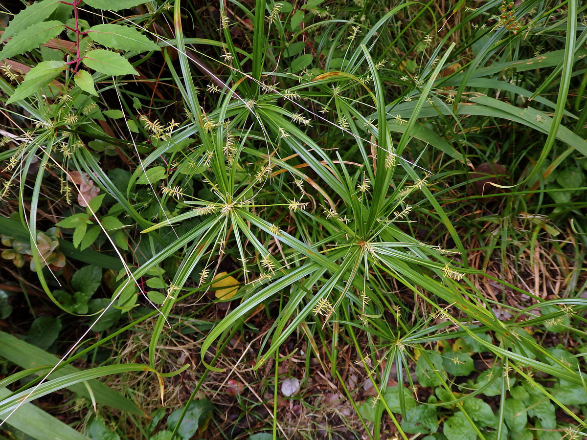 Šáchor (Cyperus cyperinus (Retz.) Sur.)