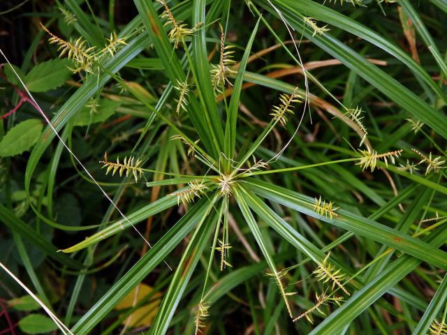 Šáchor (Cyperus cyperinus (Retz.) Sur.)