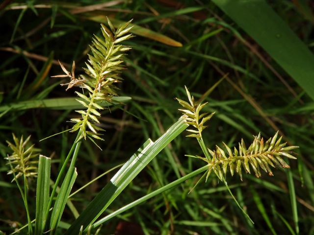 Šáchor (Cyperus cyperinus (Retz.) Sur.)