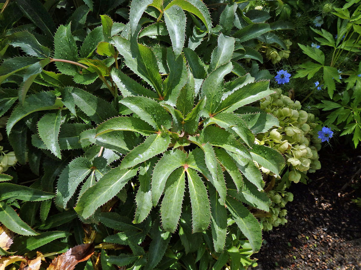 Čemeřice sivozelená (Helleborus lividus Curtis)