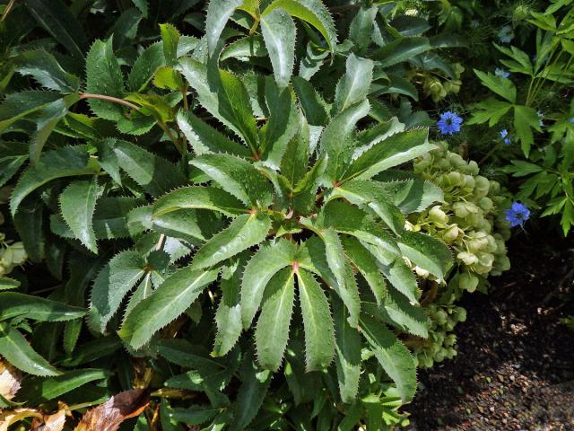 Čemeřice sivozelená (Helleborus lividus Curtis)