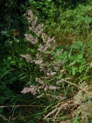 Třtina pestrá (Calamagrostis varia (Schrad.) Host)