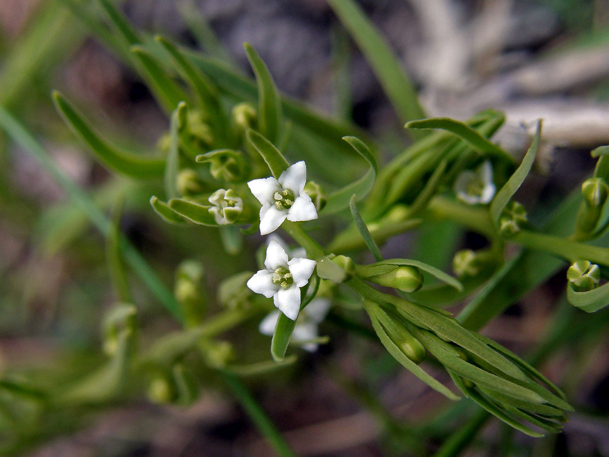 Lněnka alpská (Thesium alpinum L.)