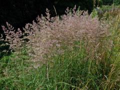 Třtina pestrá (Calamagrostis varia (Schrad.) Host)