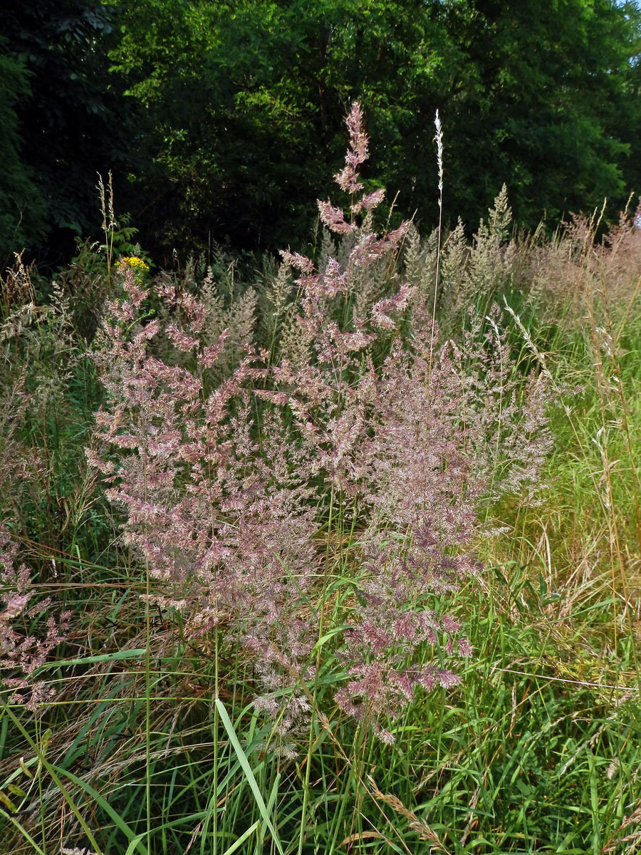 Třtina pestrá (Calamagrostis varia (Schrad.) Host)