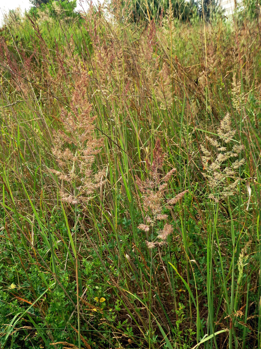 Třtina pestrá (Calamagrostis varia (Schrad.) Host)