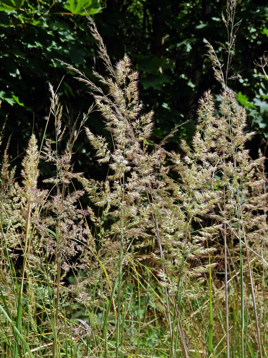 Třtina pestrá (Calamagrostis varia (Schrad.) Host)