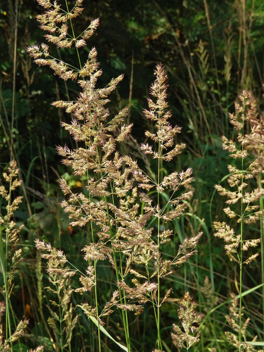 Třtina pestrá (Calamagrostis varia (Schrad.) Host)