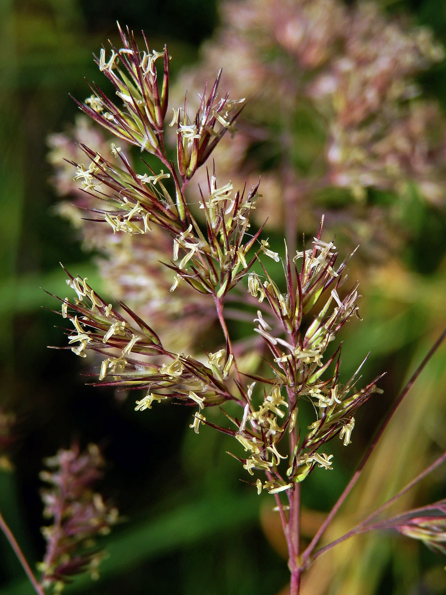 Třtina pestrá (Calamagrostis varia (Schrad.) Host)