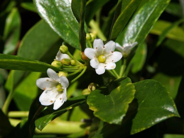 Myoporum sandwicense (A. DC.) Gray