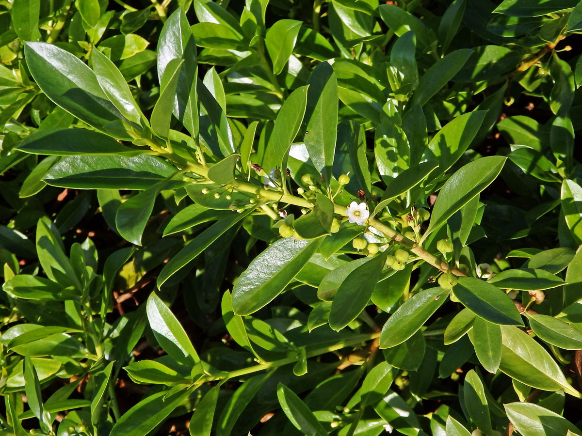 Myoporum sandwicense (A. DC.) Gray