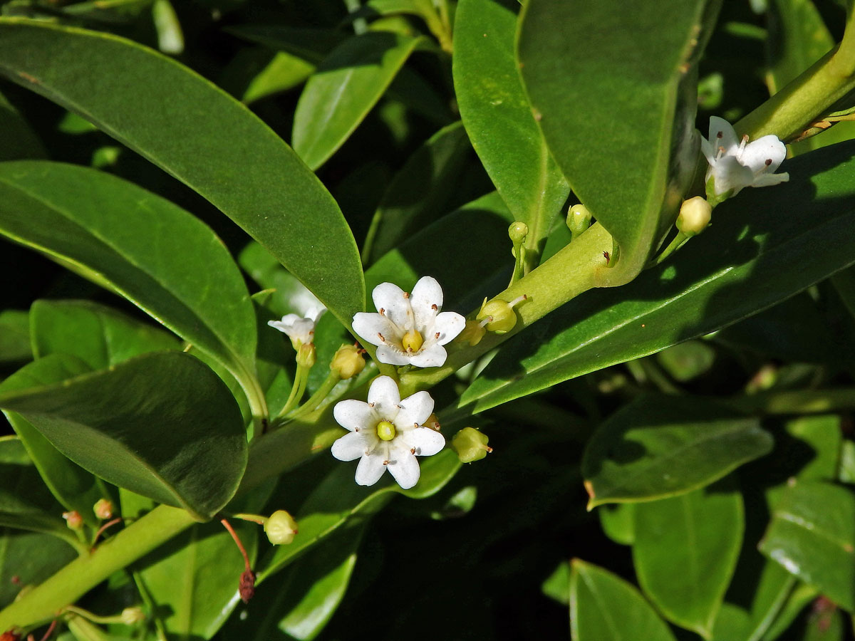 Myoporum sandwicense (A. DC.) Gray