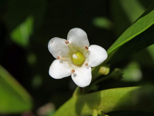 Myoporum sandwicense (A. DC.) Gray