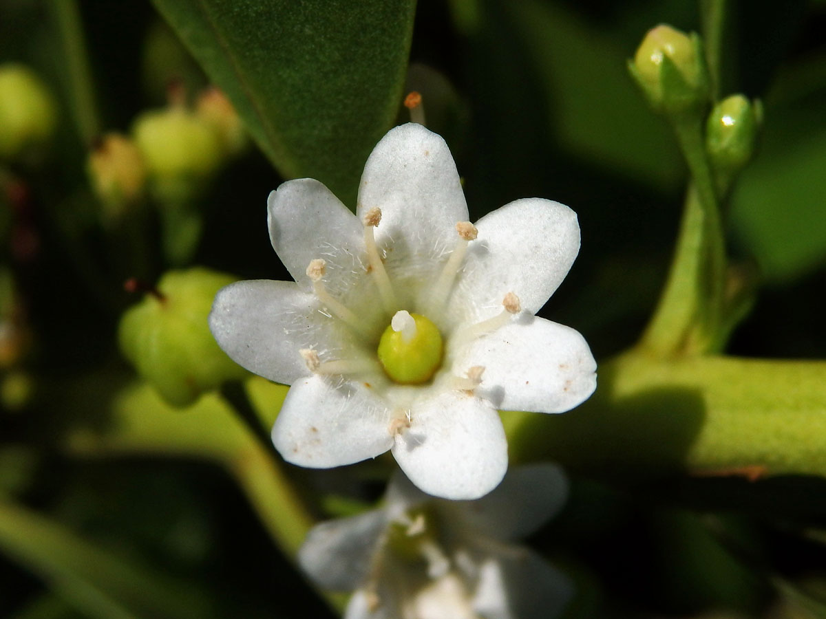 Myoporum sandwicense (A. DC.) Gray