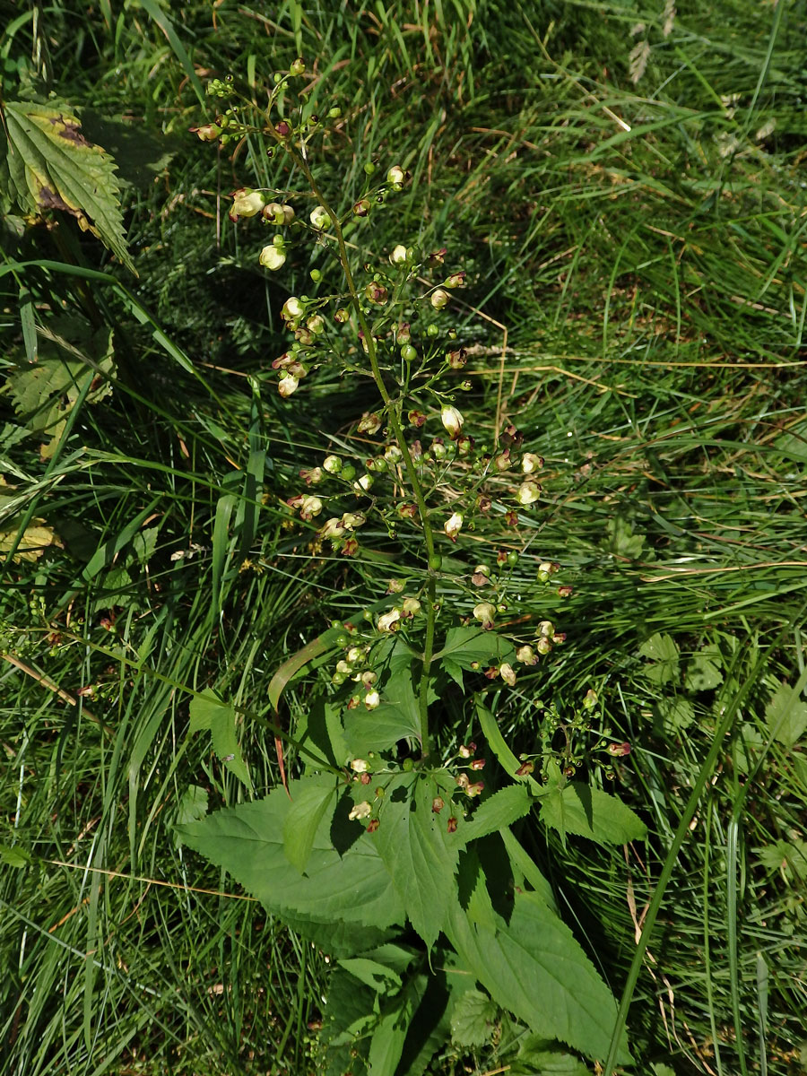 HHálky žlabatky Asphondylia scrophulariae na krtičníku (Scrophularia nodosa L.)