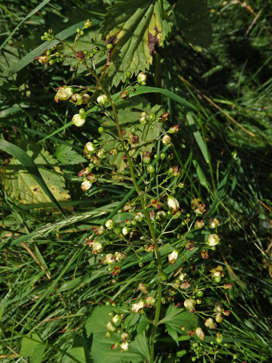 Hálky žlabatky Asphondylia scrophulariae na krtičníku (Scrophularia nodosa L.)