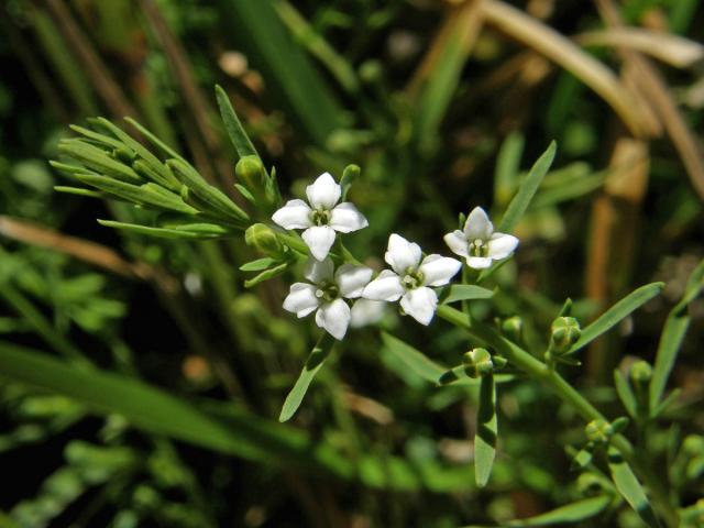 Lněnka alpská (Thesium alpinum L.)