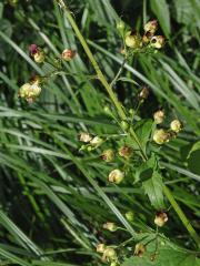 Hálky žlabatky Asphondylia scrophulariae na krtičníku (Scrophularia nodosa L.)