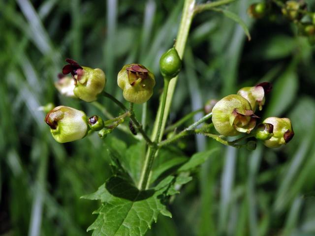 Hálky žlabatky Asphondylia scrophulariae na krtičníku (Scrophularia nodosa L.)