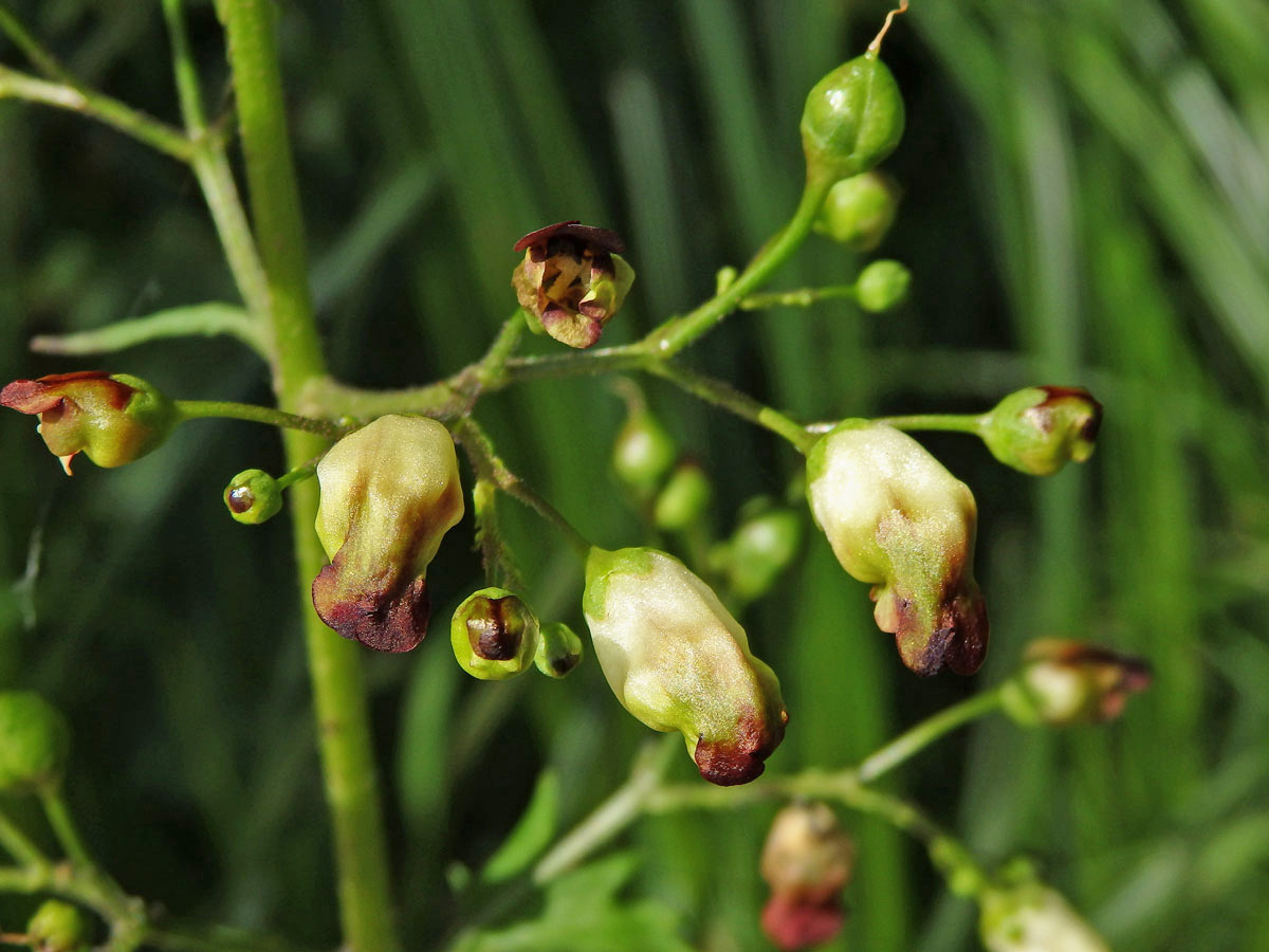 Hálky žlabatky Asphondylia scrophulariae na krtičníku (Scrophularia nodosa L.)