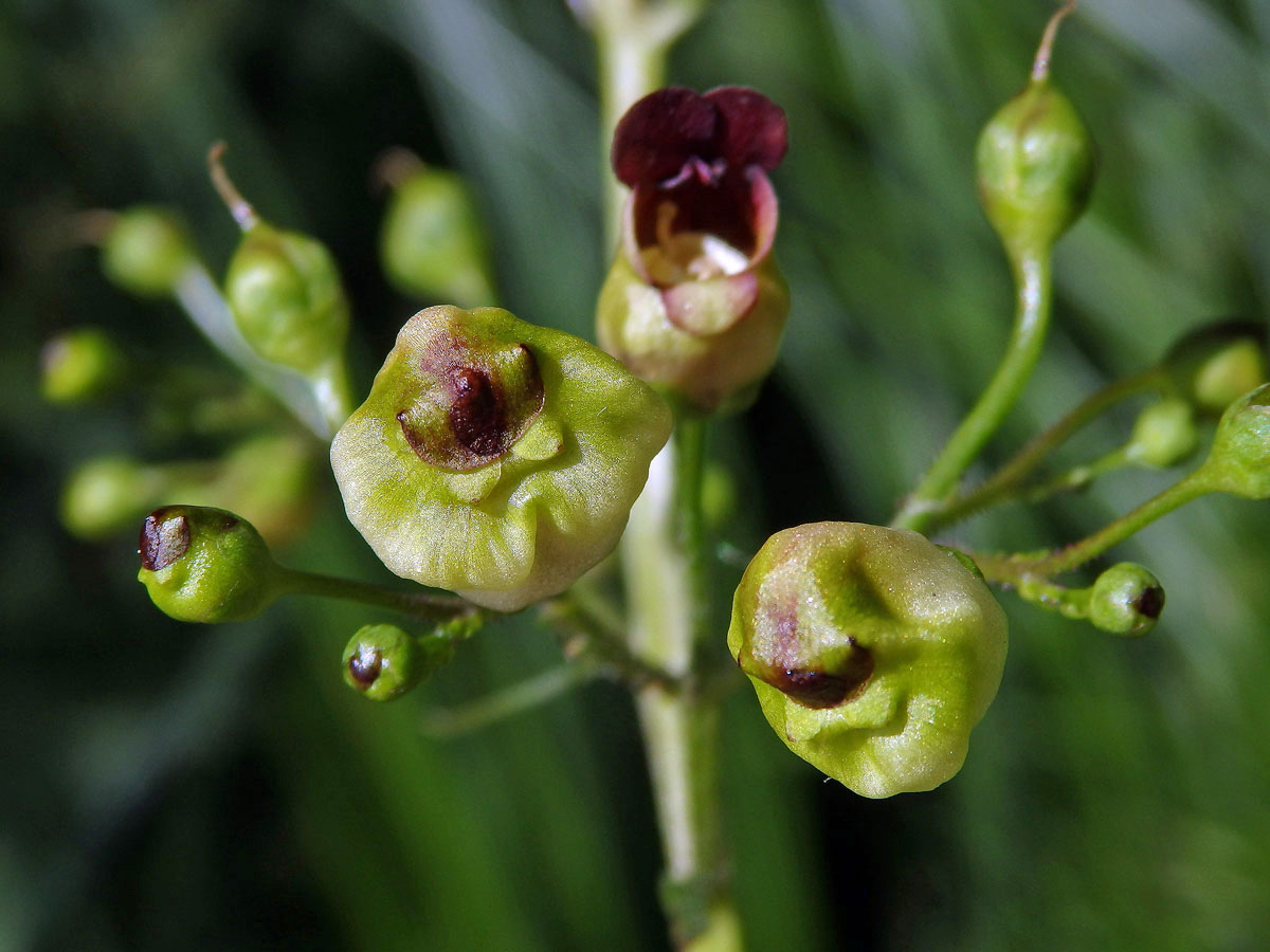 Hálky žlabatky Asphondylia scrophulariae na krtičníku (Scrophularia nodosa L.)